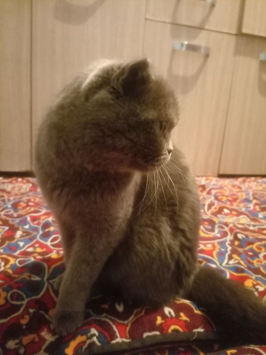 Scottish fold muguk sotiladi