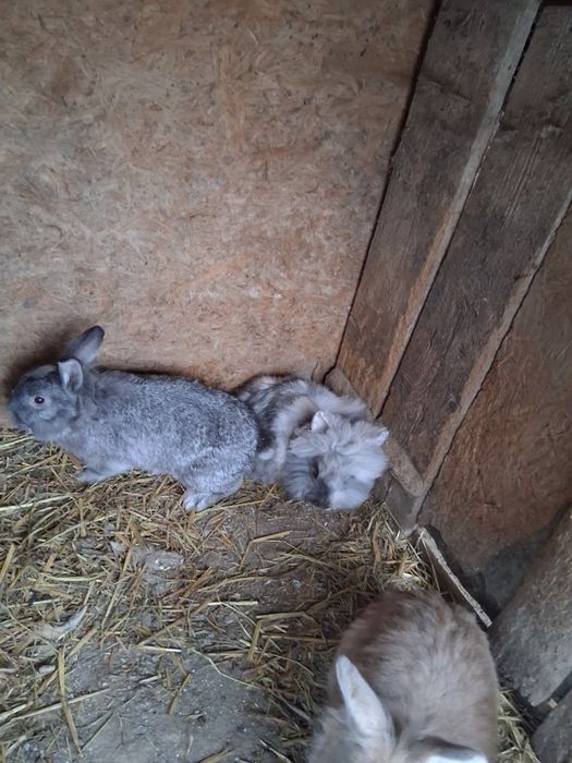 Vând iepuri diferite rase