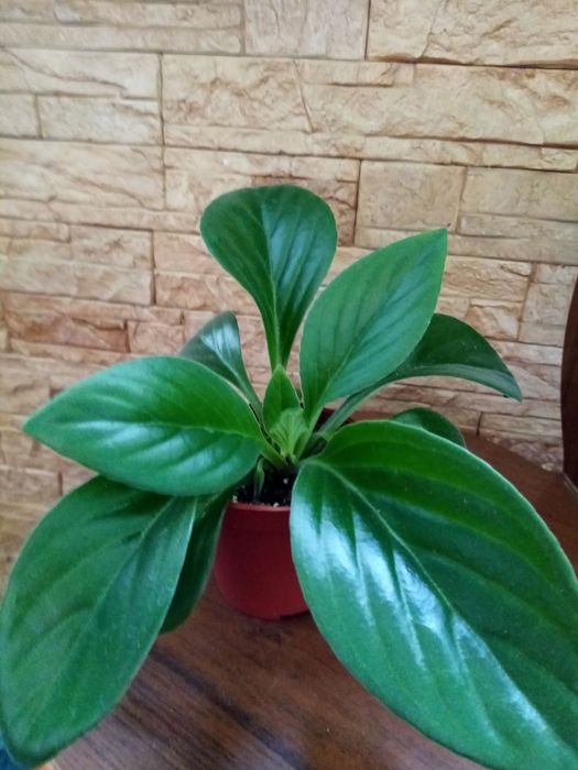 Продаются хириты примулины