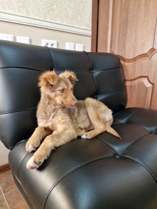 Отдам в хорошие руки