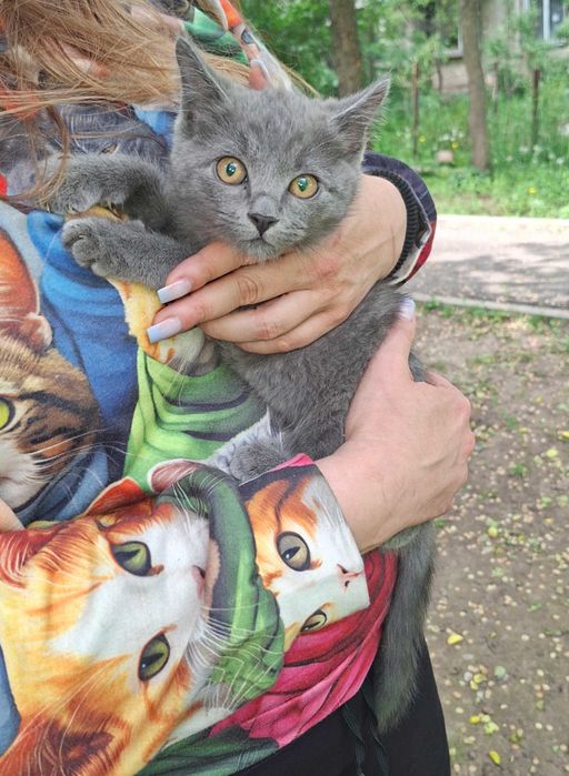 Отдам котёнка в добрые руки
