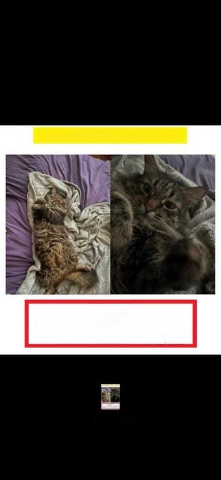 Пропал кот по кличке Цезарь