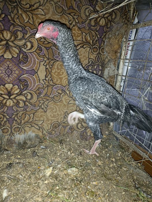 Дакан молодой поздник