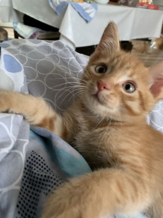 Котята 8 недель рыженькие.