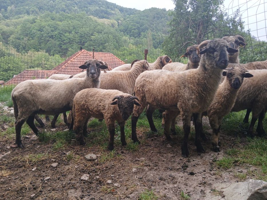 oi si mielute rasa bucalaie