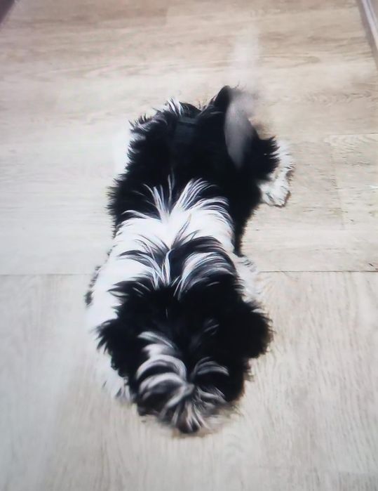 Ши-тцу девочка ищет жениха