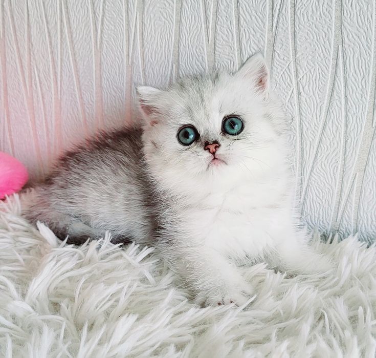 Британские котята