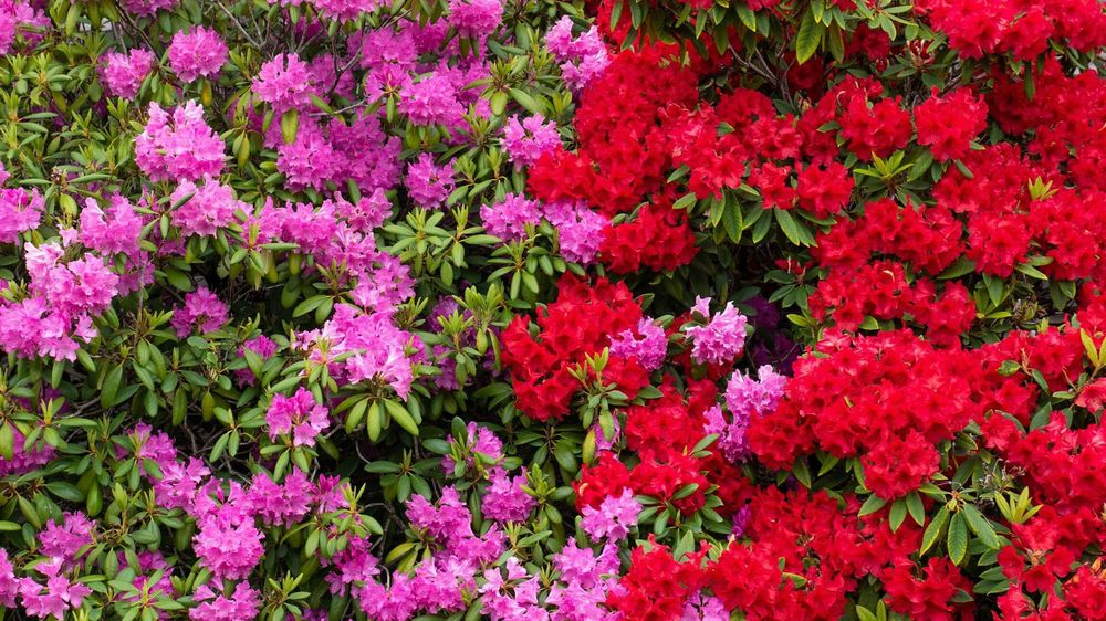 Rododendron (Diferite Culori)