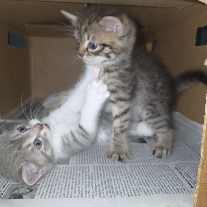 Отдам котёнка в добрые руки