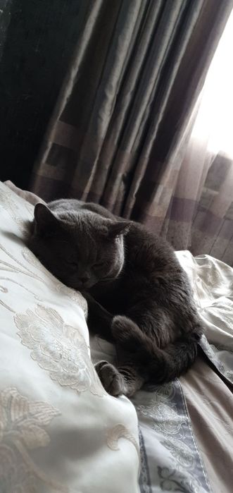 Британский чистокровный кот