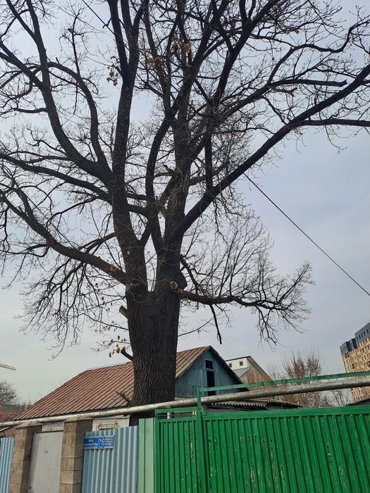 Продам дерево Дуб,  Недорого