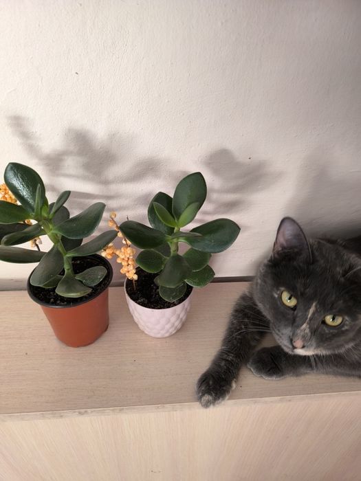 Традесканция  кактусы суккуленты