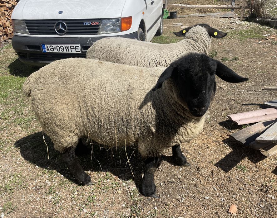 Miei și oi Suffolk in Arges de Vânzare