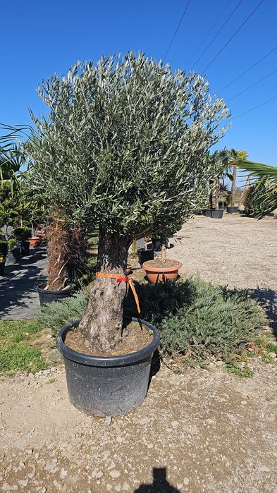 Măslin secular olea