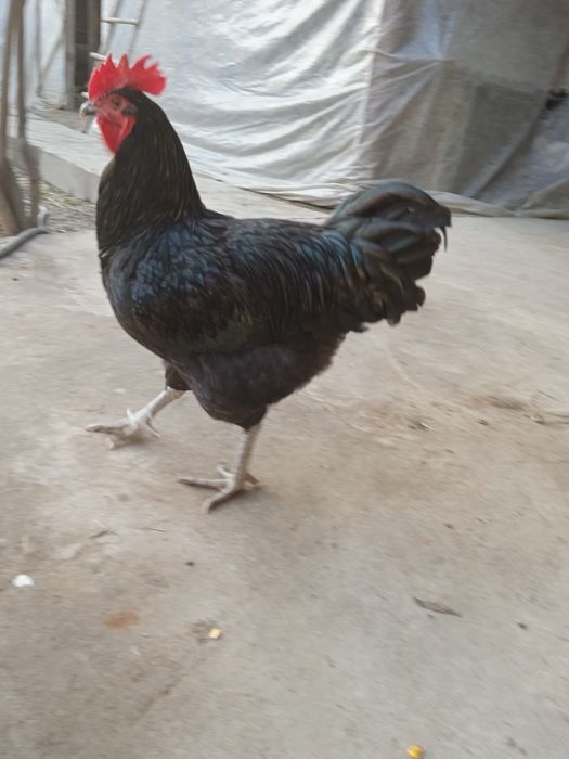 Qorashagzoda xoʻroz bahorgi joja ushta 300ming som