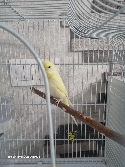 Попугай волнистый крупный