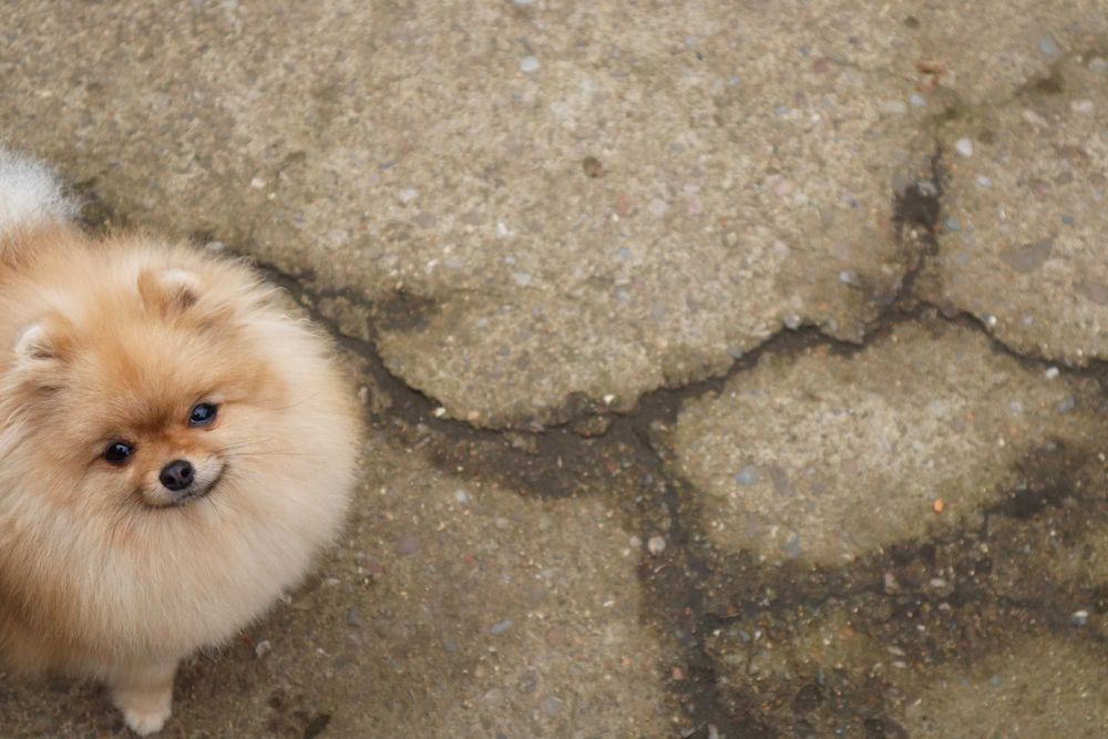 Миниатюрно момиченце померан с родословие FCI