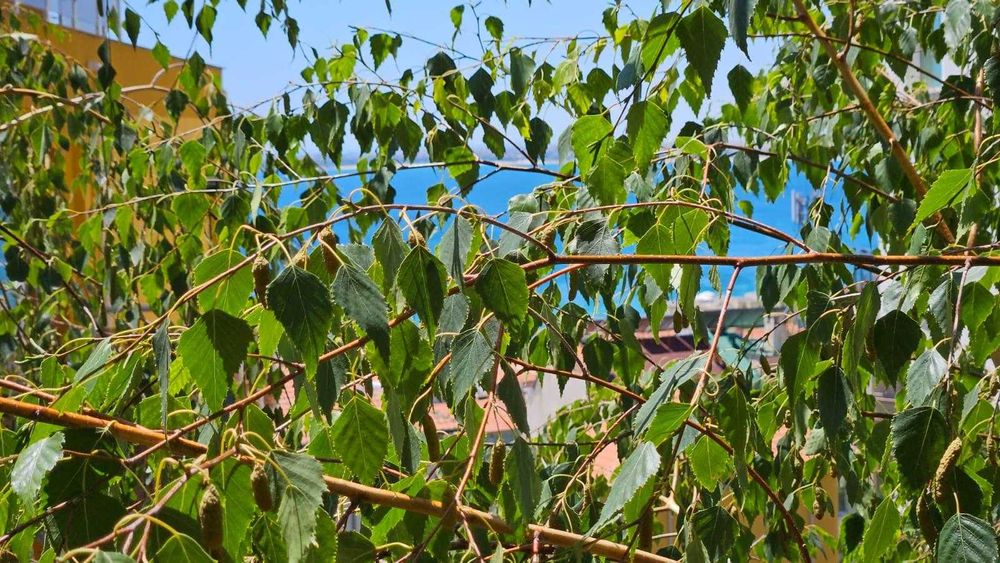 Двустаен в Свети Влас в сграда без такса