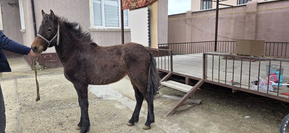 Продаются чистопородные Мугалжарские жеребята