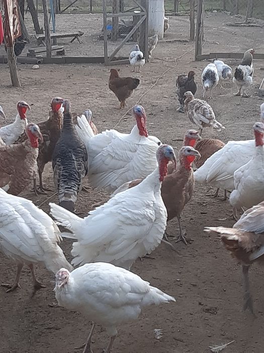 Curcani si curci românești  crescute la tara.