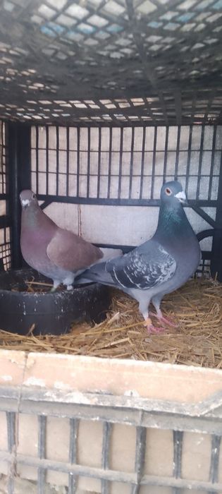 Vând porumbei, diferite rase!