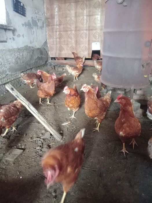 Продам кур несушок