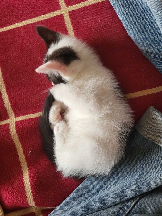 Котёнка в добрые руки