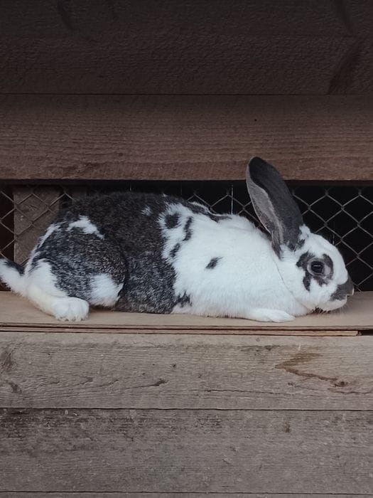 Vând iepuri de doua luni