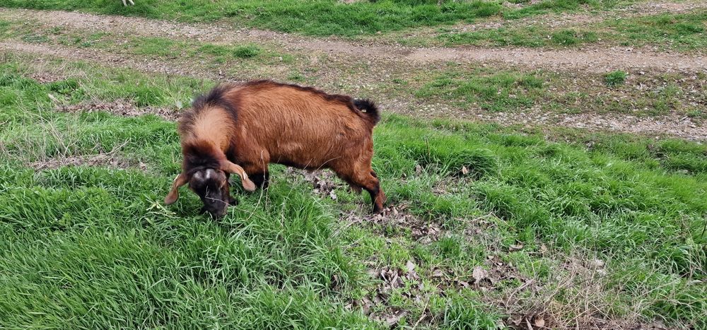 Țap anoglubian își cauta alta casa