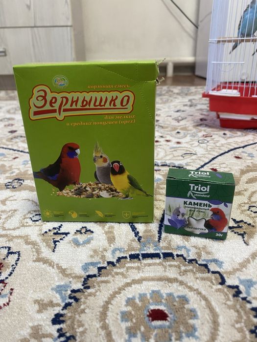 Попугай домашный