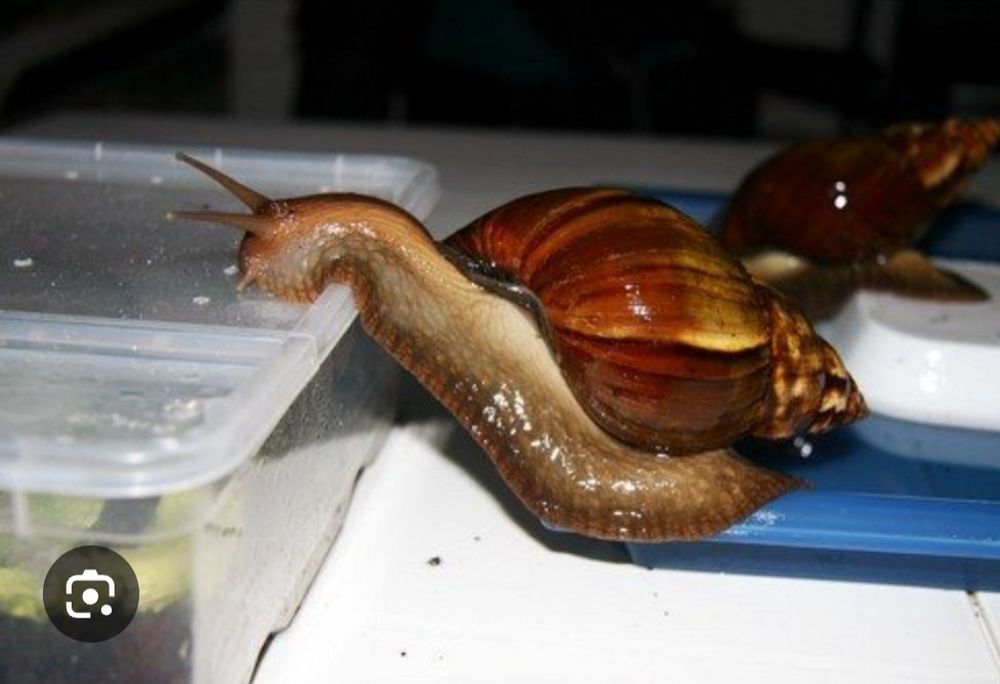 4 5 6 sm Ulitkalar sotuvda bor