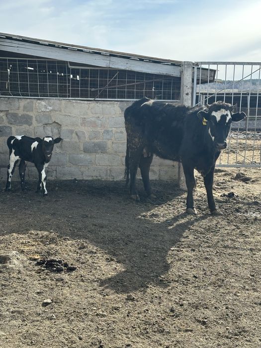 Продам корову с теленком