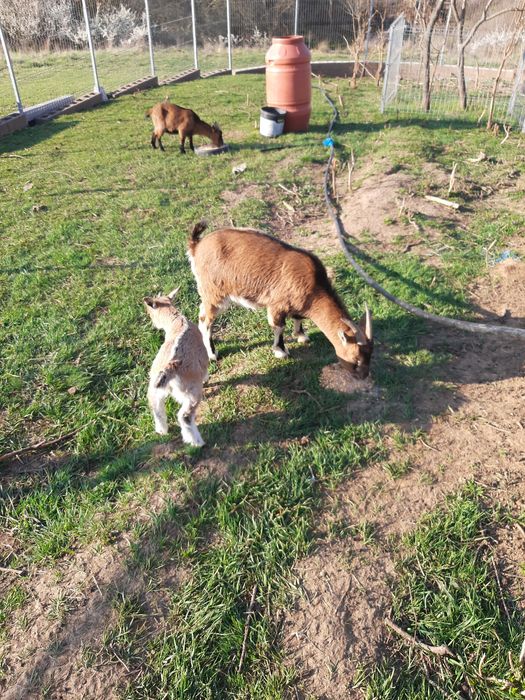 Capra de Camerun cu ieduț