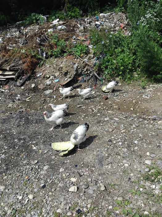Găini.