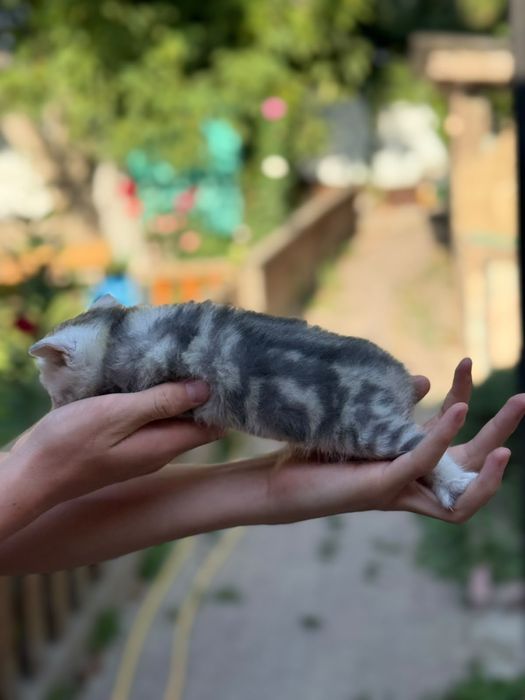 Британские котята  с родословной