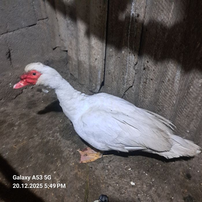 Продам селезня индоутка