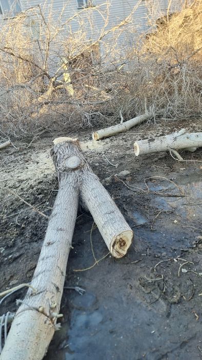 Дрова бесплатно за вывоз доплачу