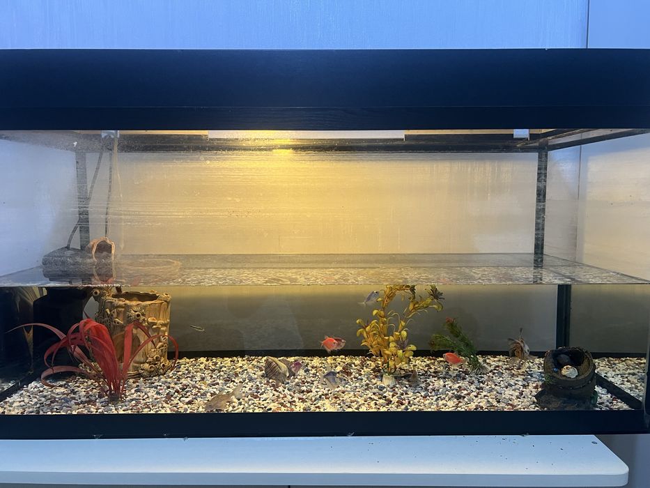 Аквариум с рыбами