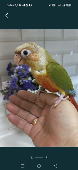 Продаются ручные попугаи Пирруры.
