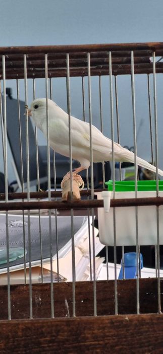 Канарейка самка готовая к паровке, не работала еще