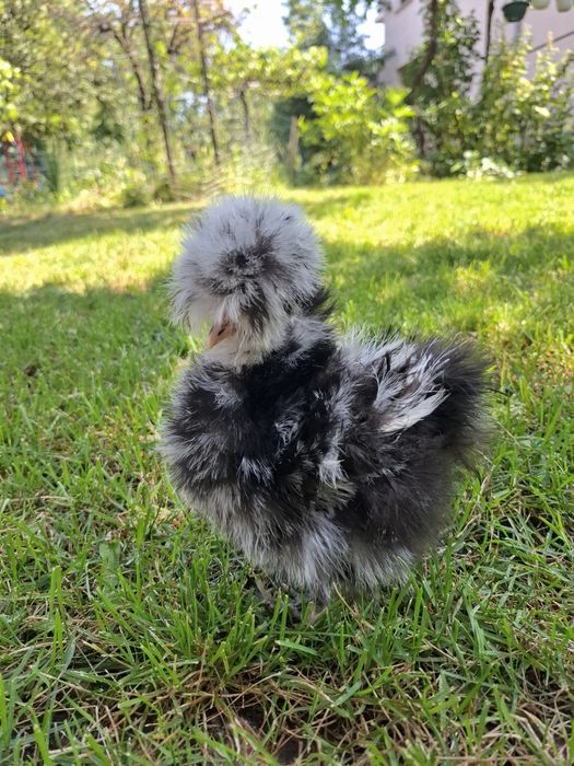 Американски копринки яйца