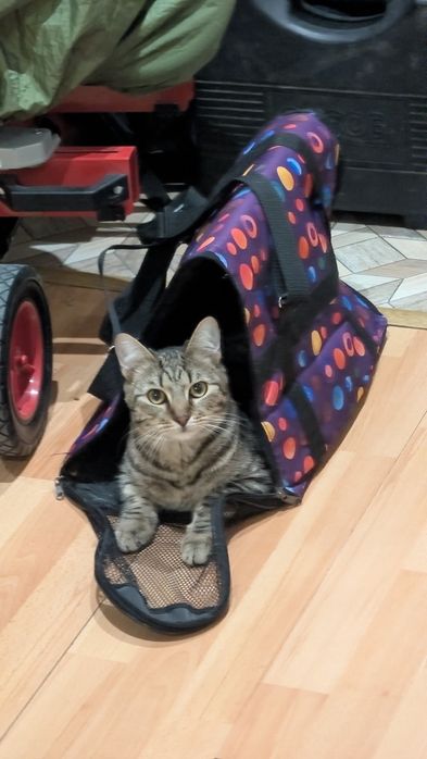 Отдам котенка подростка в добрые руки
