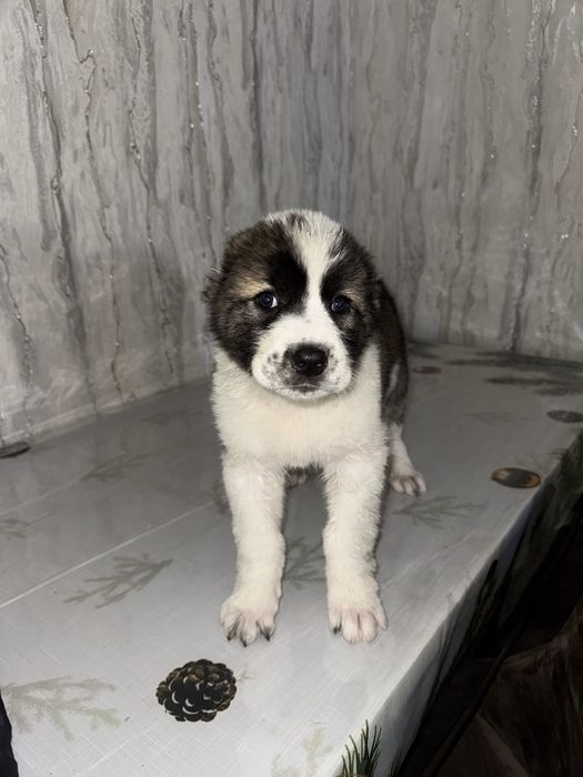 Алабай чистокровный