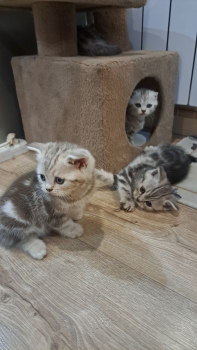 Продам котят шотландские