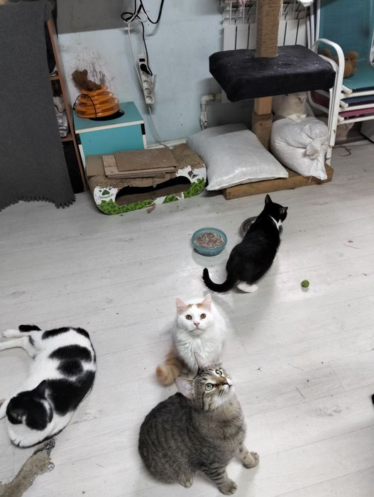 Чудо котятки красавчики