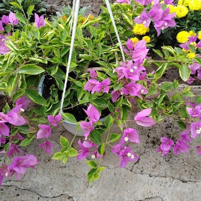 Бугинвилии. Продам