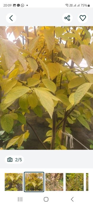 Саженцы иранского гранатового дерева и хурма