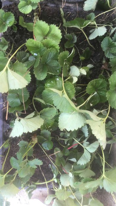 разсад салата ,зеле и ягоди в табли