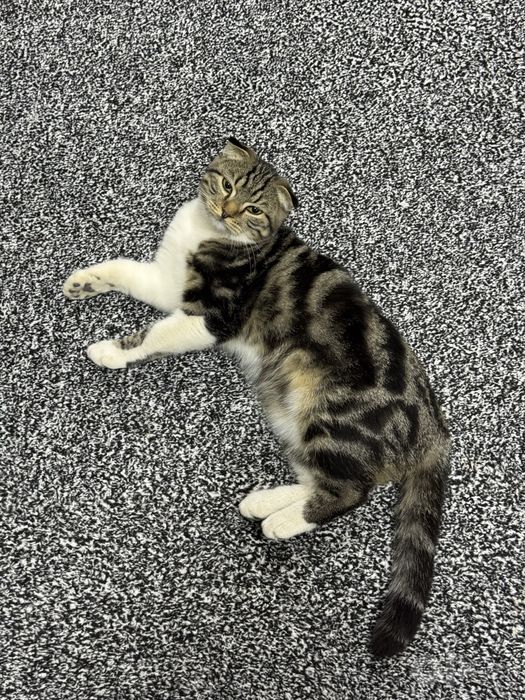 Котенок скоттиш фолд 6 ти месячный