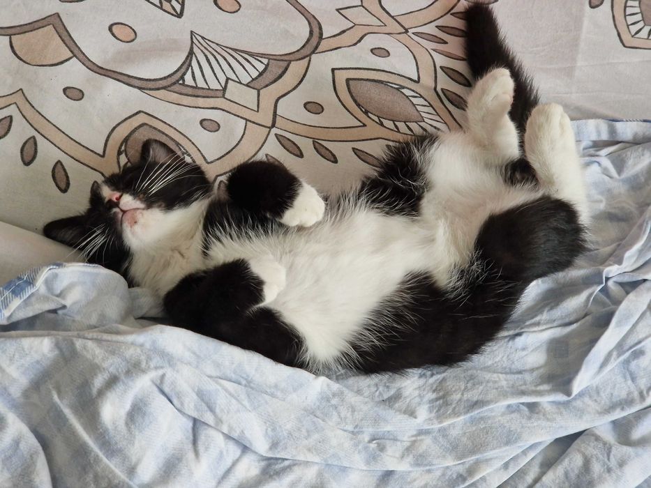 Котята и стерильные кошки